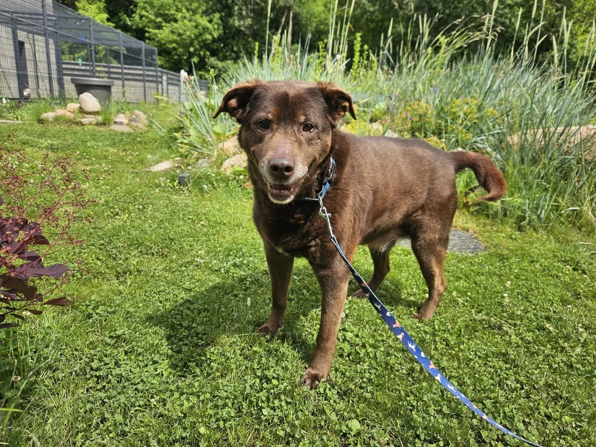 Džekas, Mixed Breed for adoption at Vilkaviškio Gyvūnų Globos Namai, Vilniaus m. sav.