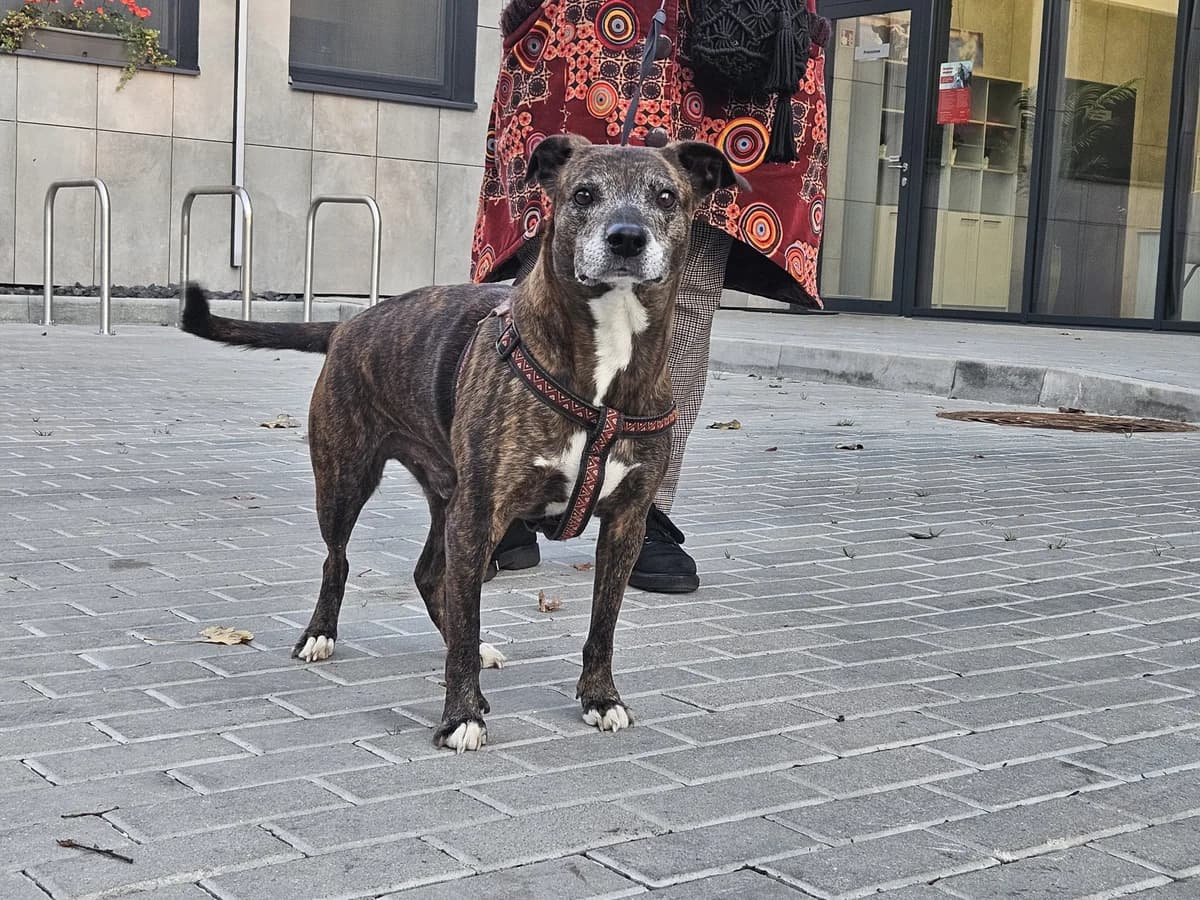 Ego, Mixed Breed for adoption at Vilkaviškio Gyvūnų Globos Namai, Vilniaus m. sav.