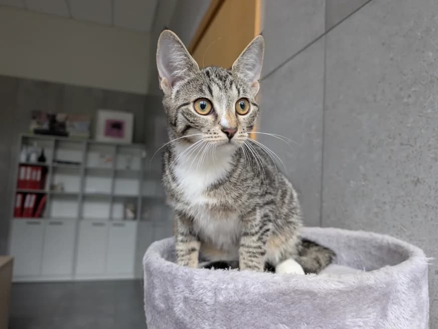 Eli, Mixed Breed for adoption at Vilkaviškio Gyvūnų Globos Namai, Vilniaus m. sav.