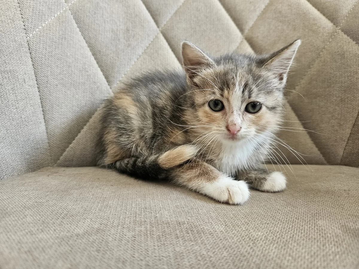 Emsi, Mixed Breed for adoption at Vilkaviškio Gyvūnų Globos Namai, Vilniaus m. sav.