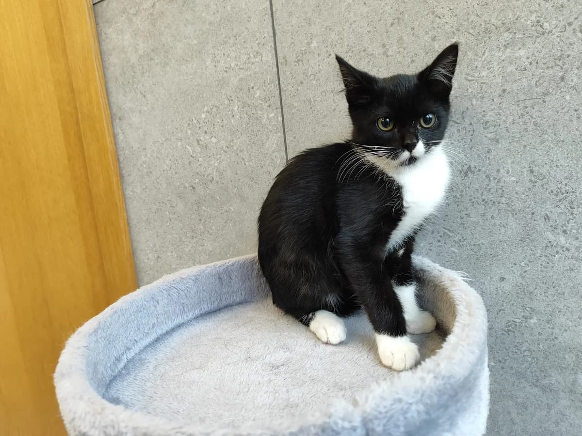 Garis, Mixed Breed for adoption at Vilkaviškio Gyvūnų Globos Namai, Vilniaus m. sav.