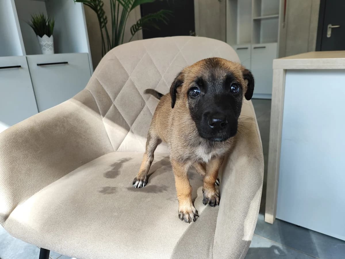 Gilė, Mixed Breed for adoption at Vilkaviškio Gyvūnų Globos Namai, Vilniaus m. sav.