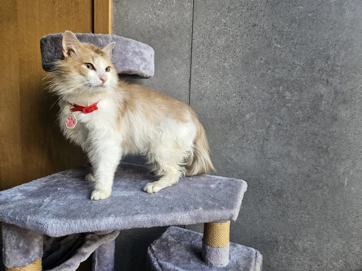 Gintariukas, Mixed Breed for adoption at Vilkaviškio Gyvūnų Globos Namai, Vilniaus m. sav.