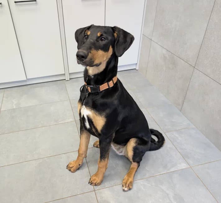 Glori, Mixed Breed for adoption at Vilkaviškio Gyvūnų Globos Namai, Vilniaus m. sav.