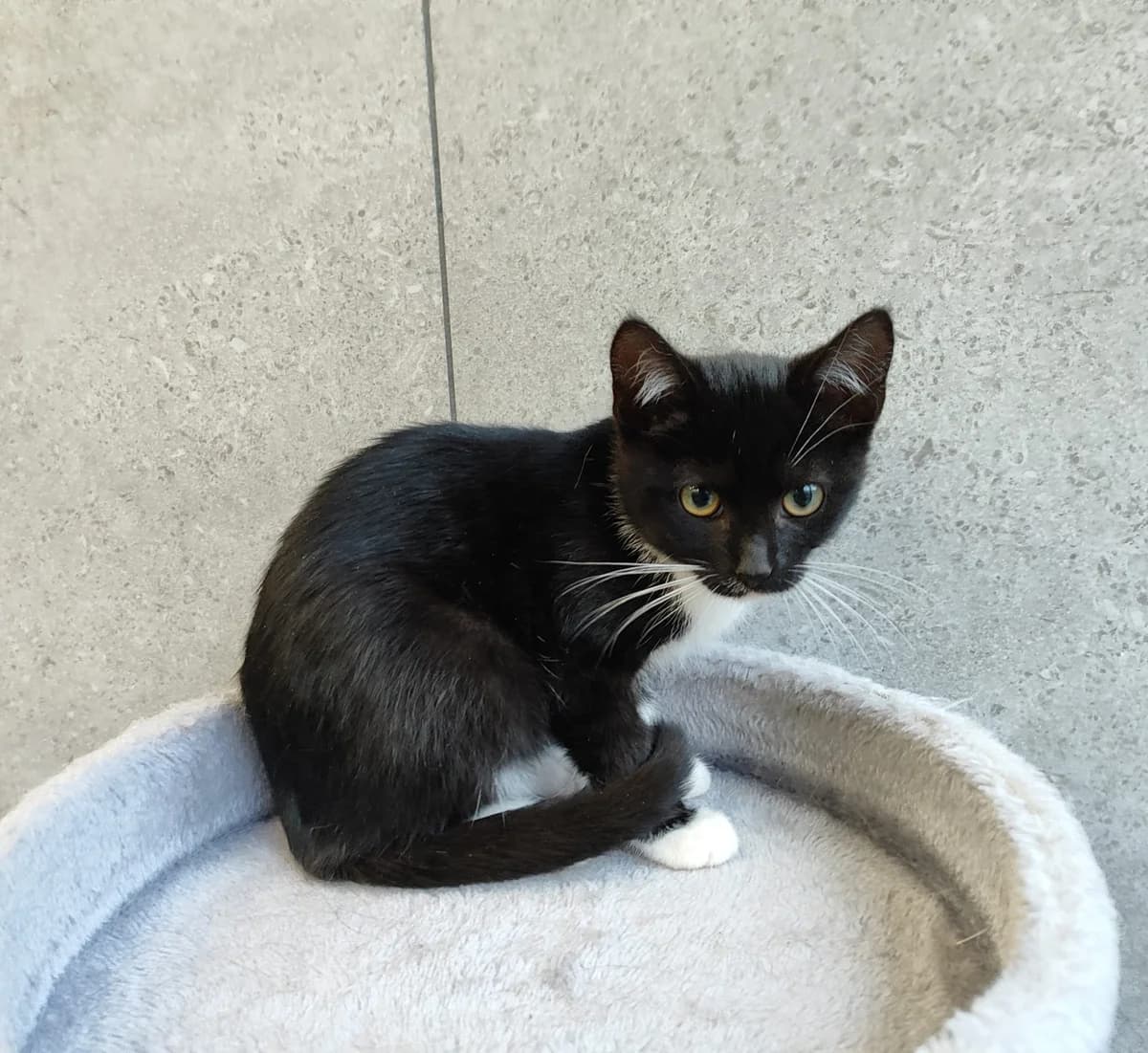 Goja, Mixed Breed for adoption at Vilkaviškio Gyvūnų Globos Namai, Vilniaus m. sav.