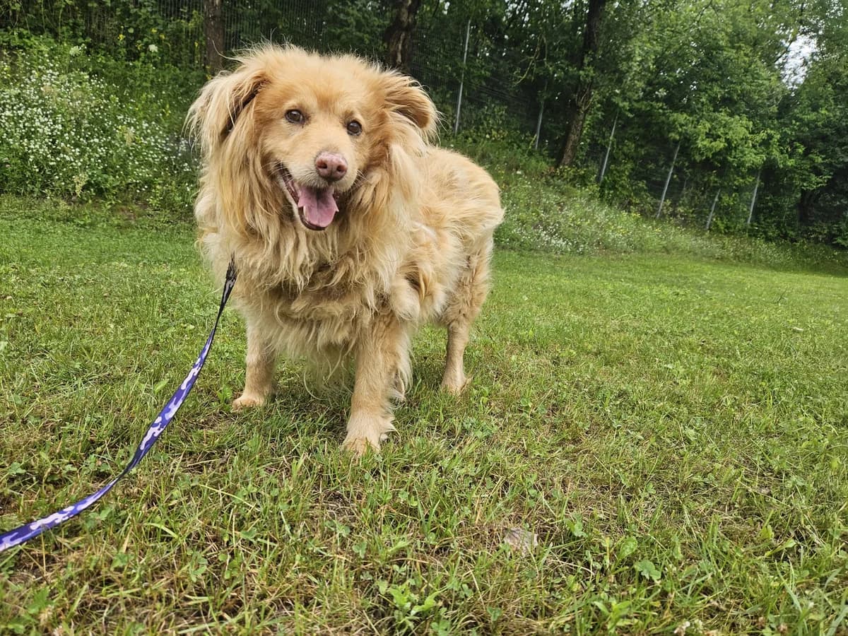 Gudis, Mixed Breed for adoption at Vilkaviškio Gyvūnų Globos Namai, Vilniaus m. sav.