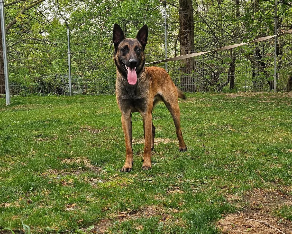 Gufis, Mixed Breed for adoption at Vilkaviškio Gyvūnų Globos Namai, Vilniaus m. sav.