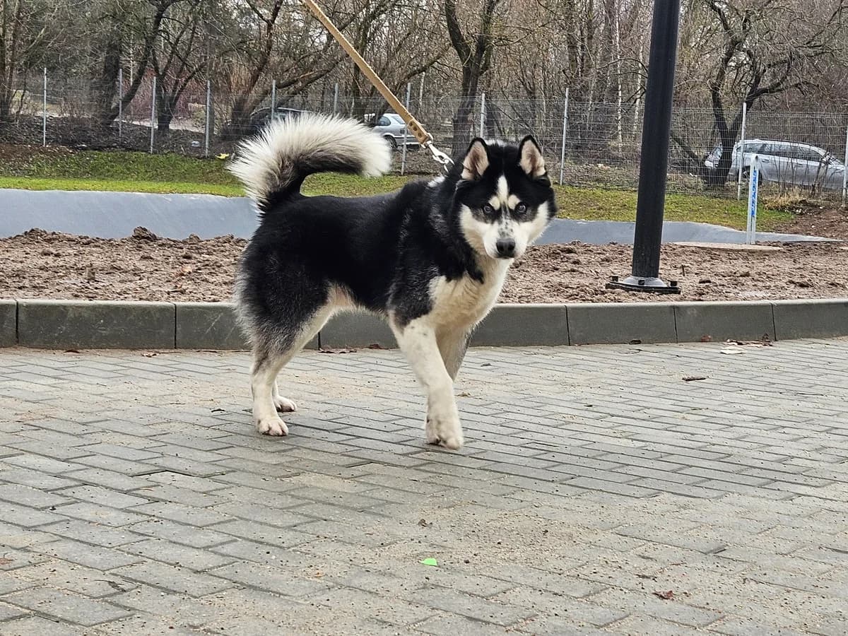 Juodis, Mixed Breed for adoption at Vilkaviškio Gyvūnų Globos Namai, Vilniaus m. sav.