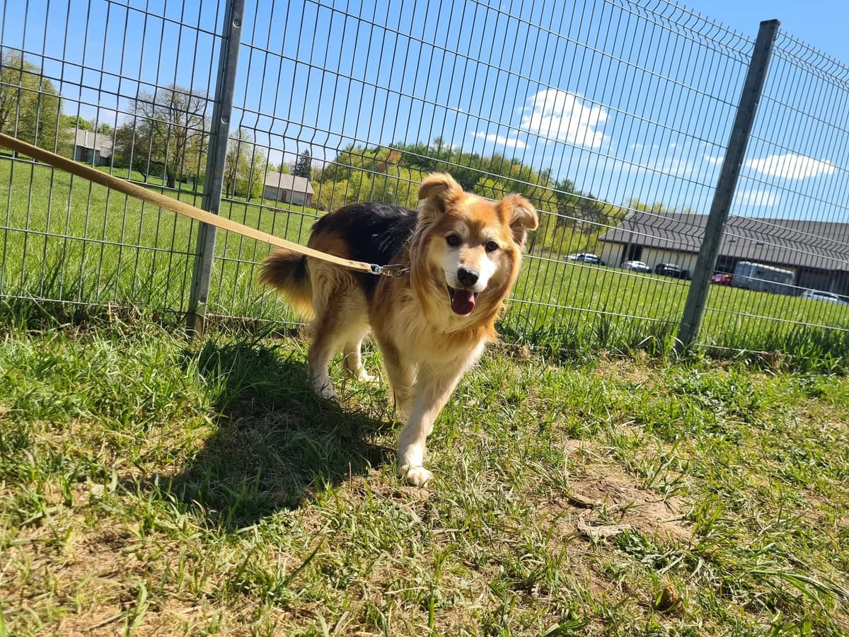 Kalvinas, Mixed Breed for adoption at Vilkaviškio Gyvūnų Globos Namai, Vilniaus m. sav.