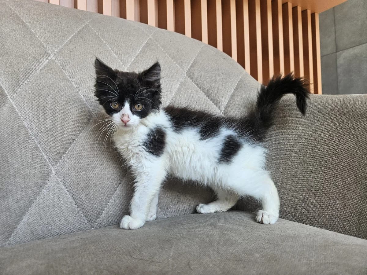 Kaukė, Mixed Breed for adoption at Vilkaviškio Gyvūnų Globos Namai, Vilniaus m. sav.