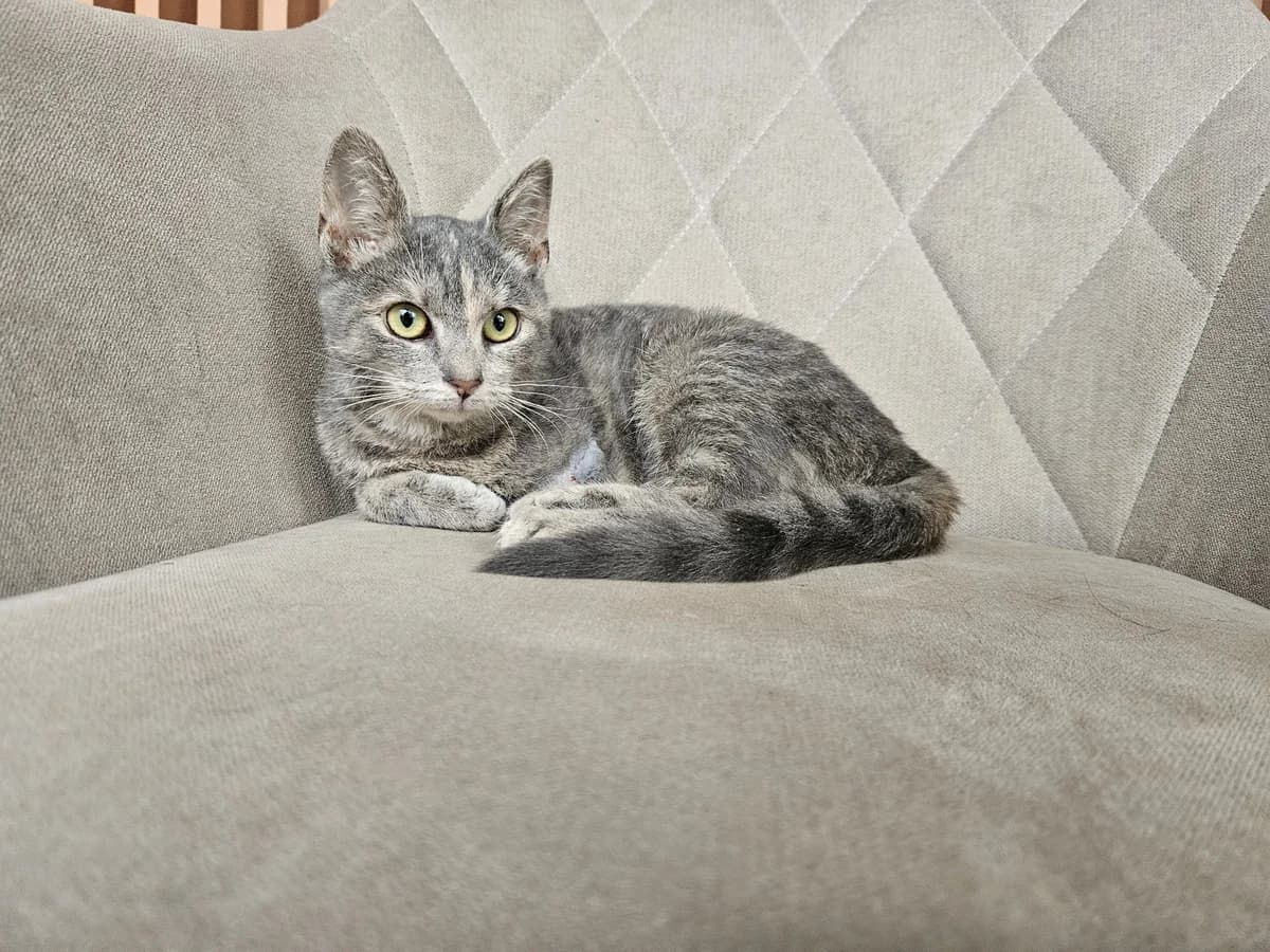 Kikė, Mixed Breed for adoption at Vilkaviškio Gyvūnų Globos Namai, Vilniaus m. sav.