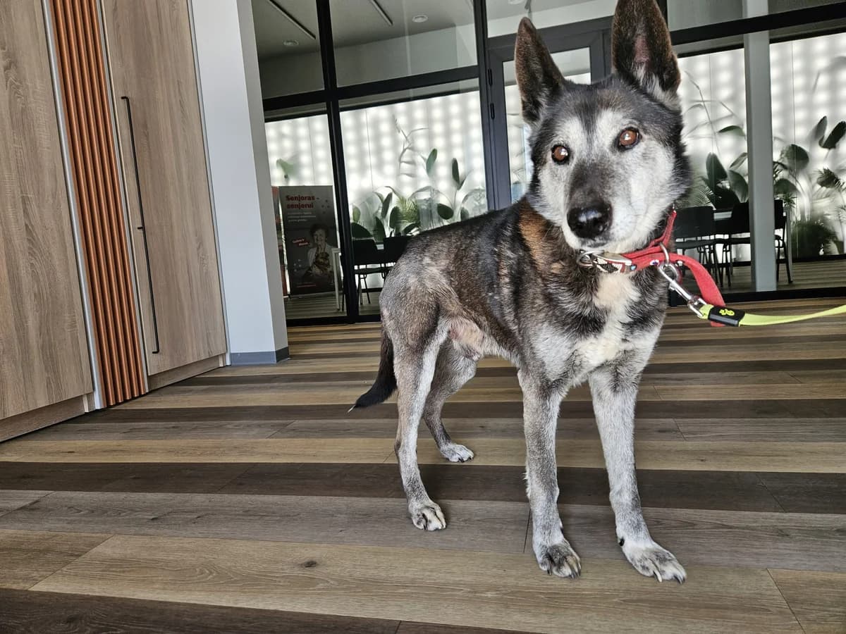 Kovas, Mixed Breed for adoption at Vilkaviškio Gyvūnų Globos Namai, Vilniaus m. sav.