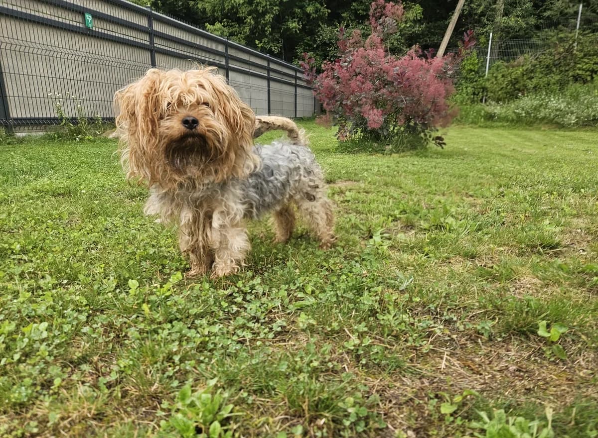 Kuzia, Mixed Breed for adoption at Vilkaviškio Gyvūnų Globos Namai, Vilniaus m. sav.