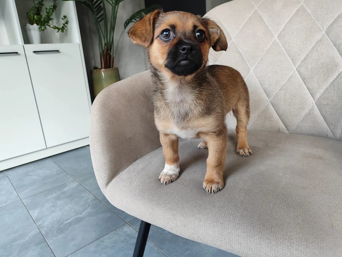 Liulia, Mixed Breed for adoption at Vilkaviškio Gyvūnų Globos Namai, Vilniaus m. sav.