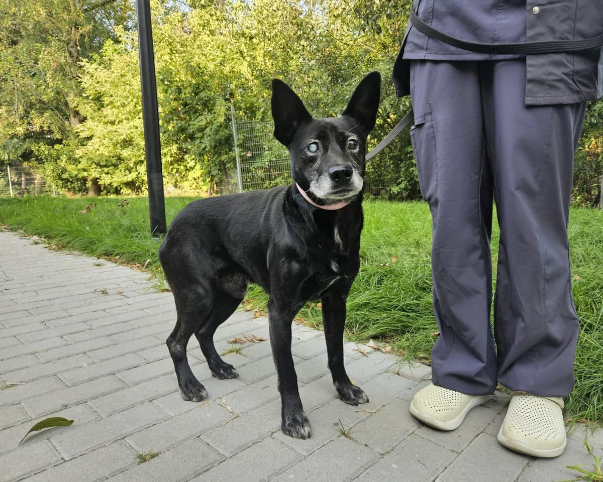 Lordas, Mixed Breed for adoption at Vilkaviškio Gyvūnų Globos Namai, Vilniaus m. sav.