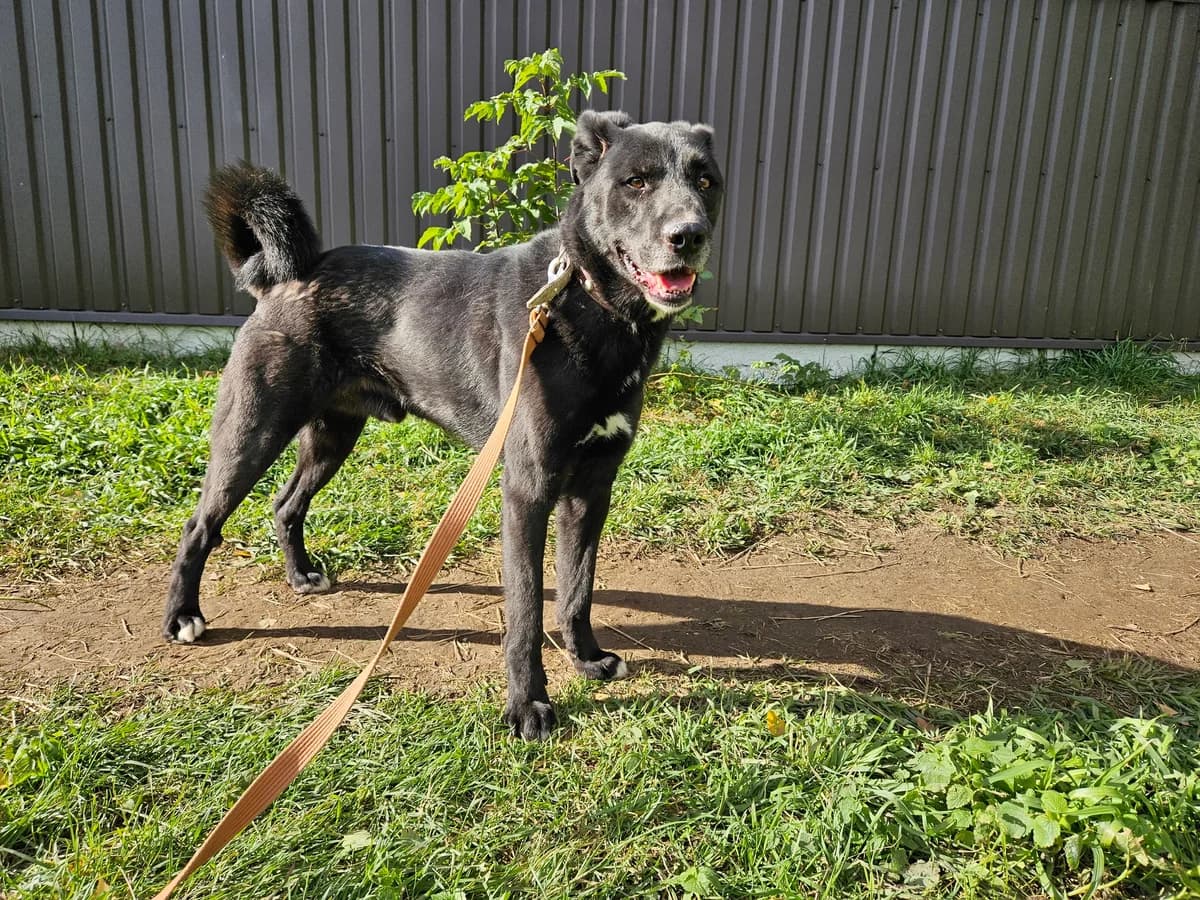 Lukas, Mixed Breed for adoption at Vilkaviškio Gyvūnų Globos Namai, Vilniaus m. sav.