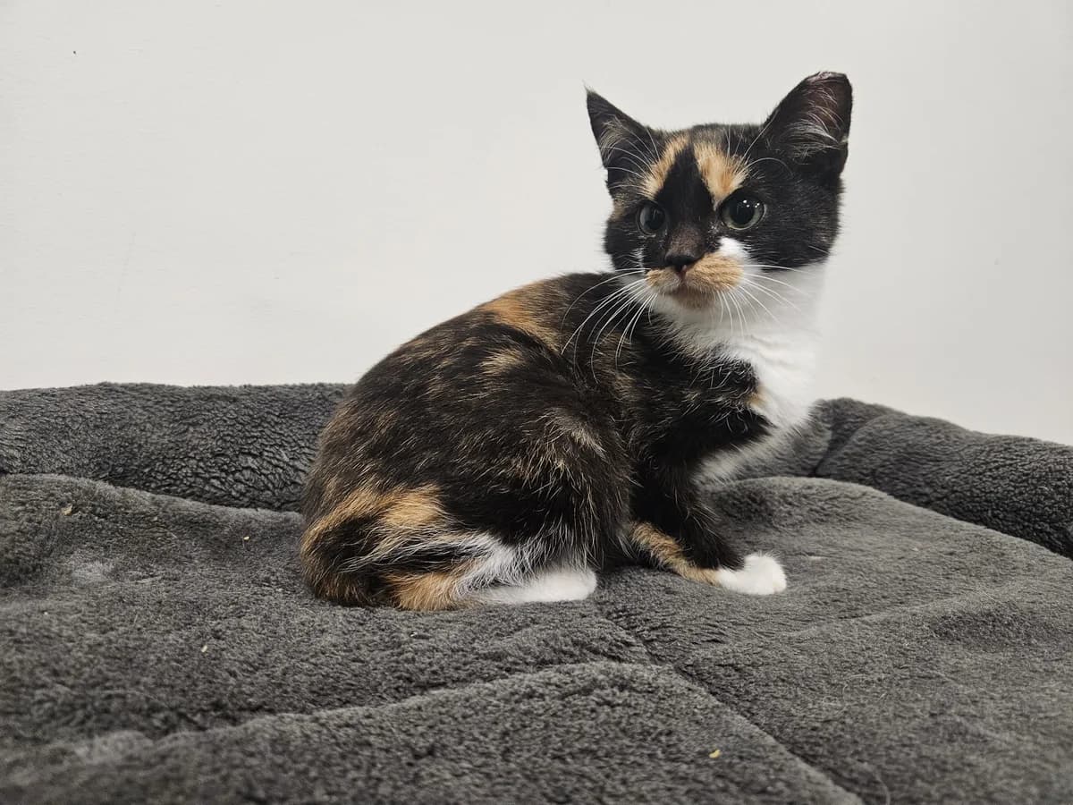 Margo, Mixed Breed for adoption at Vilkaviškio Gyvūnų Globos Namai, Vilniaus m. sav.