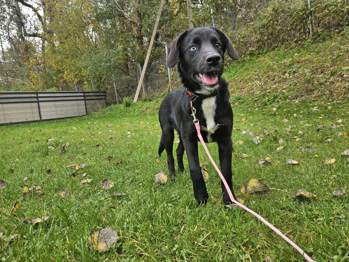 Molė, Mixed Breed for adoption at Vilkaviškio Gyvūnų Globos Namai, Vilniaus m. sav.