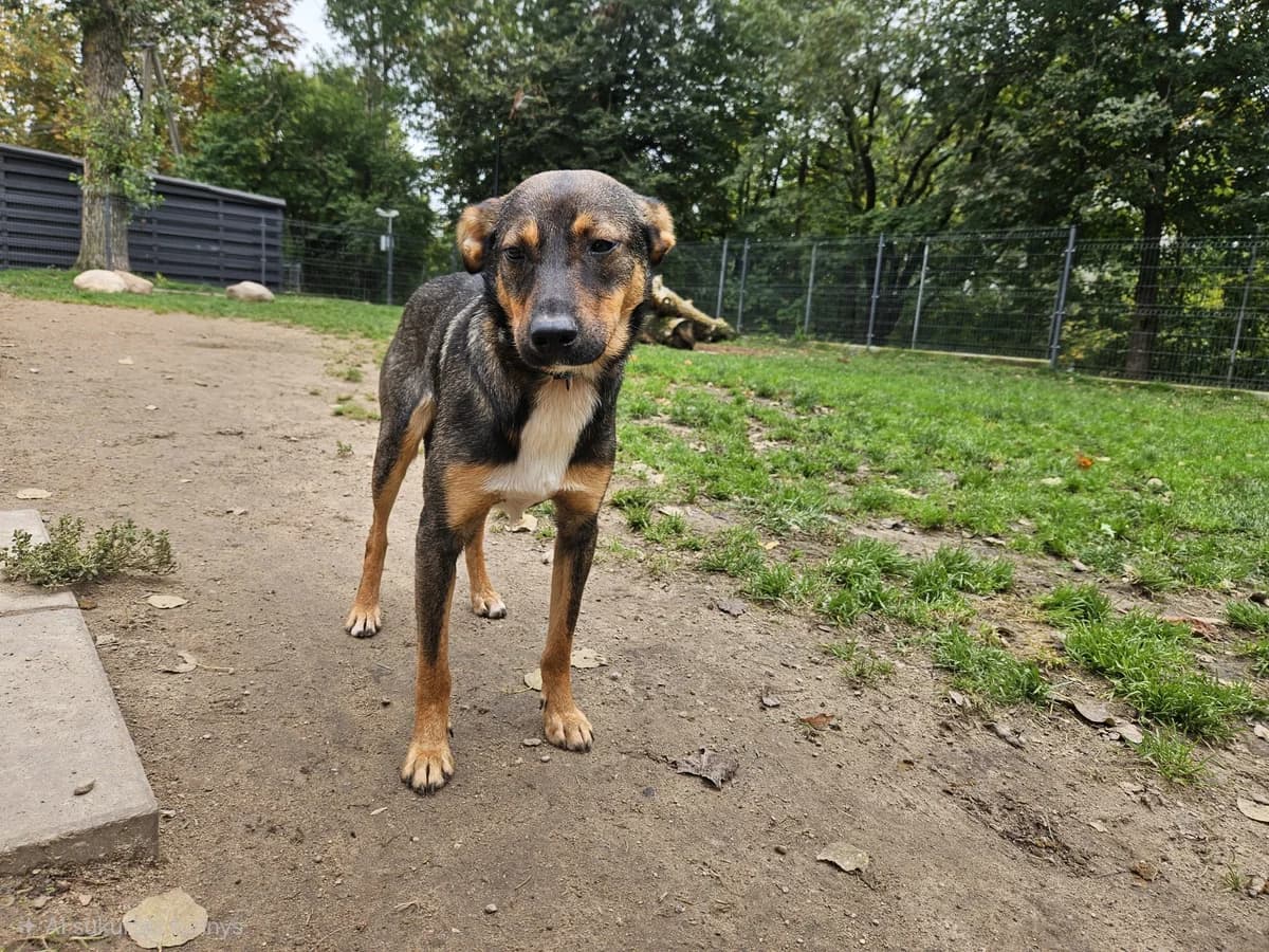 Mufis, Mixed Breed for adoption at Vilkaviškio Gyvūnų Globos Namai, Vilniaus m. sav.