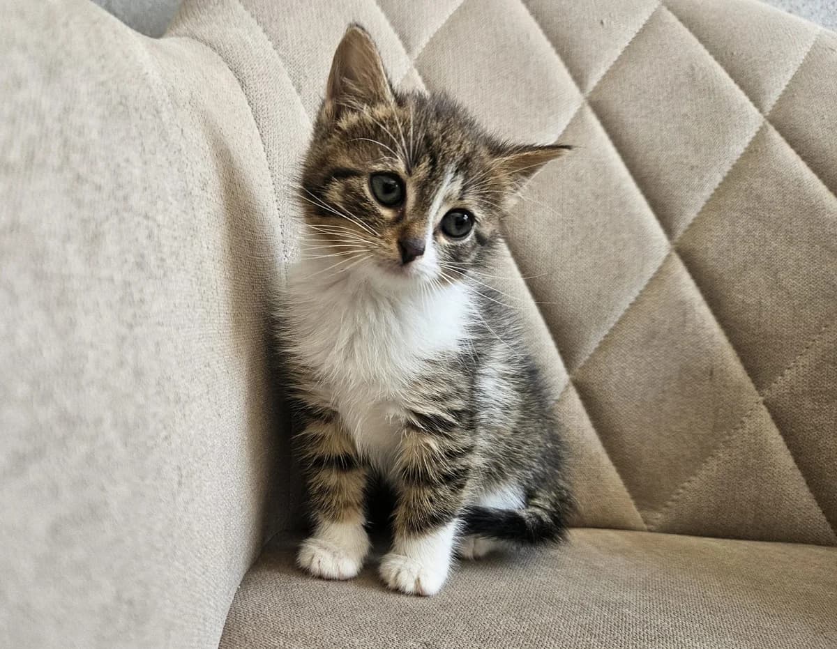 Neste (rezervuota), Mixed Breed for adoption at Vilkaviškio Gyvūnų Globos Namai, Vilniaus m. sav.