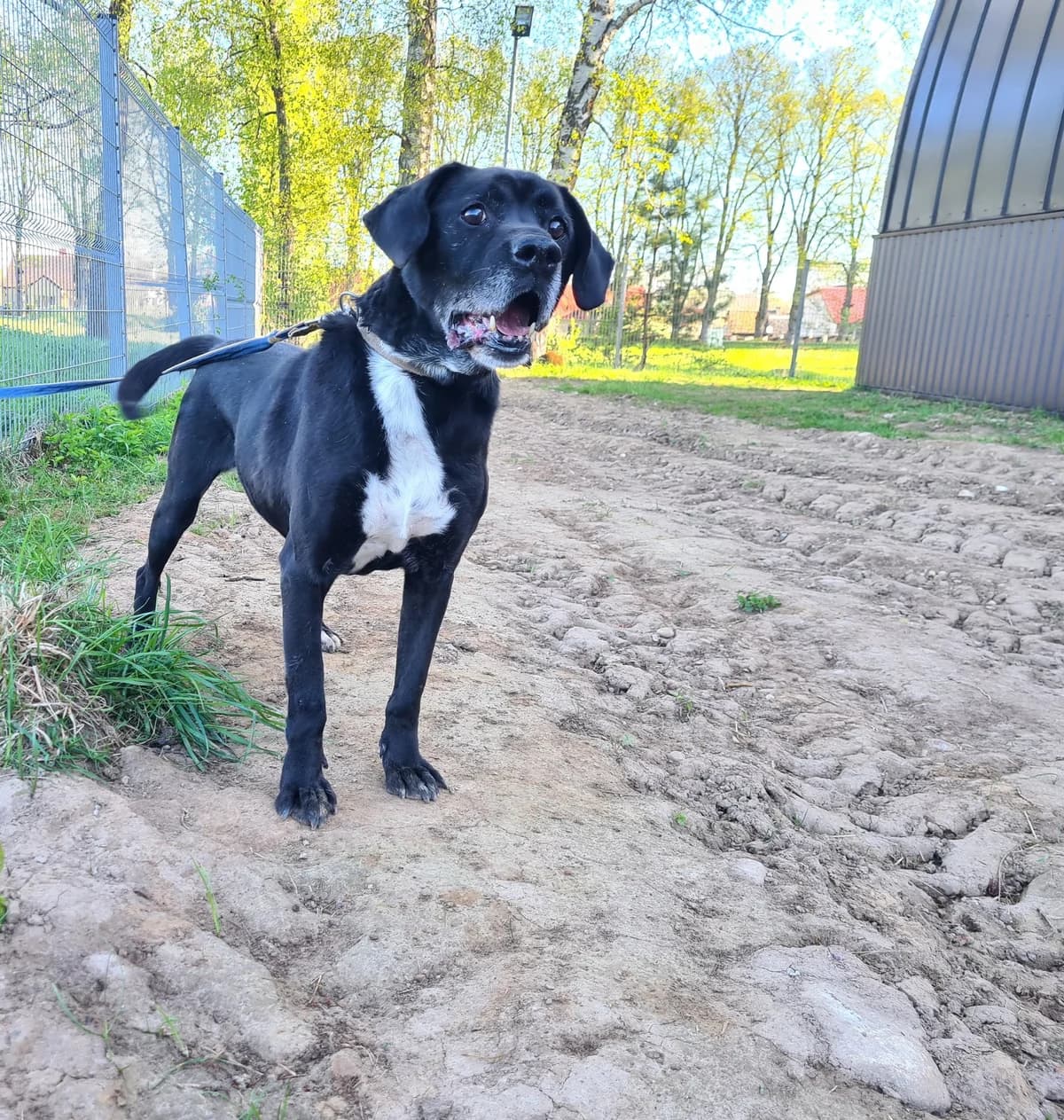 Noris, Mixed Breed for adoption at Vilkaviškio Gyvūnų Globos Namai, Vilniaus m. sav.
