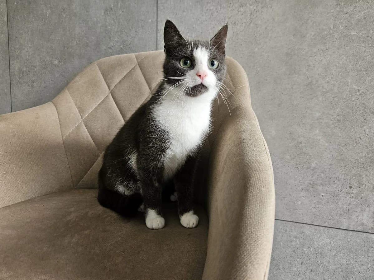 Nosytė, Mixed Breed for adoption at Vilkaviškio Gyvūnų Globos Namai, Vilniaus m. sav.