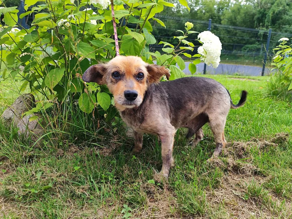 Ogis, Mixed Breed for adoption at Vilkaviškio Gyvūnų Globos Namai, Vilniaus m. sav.