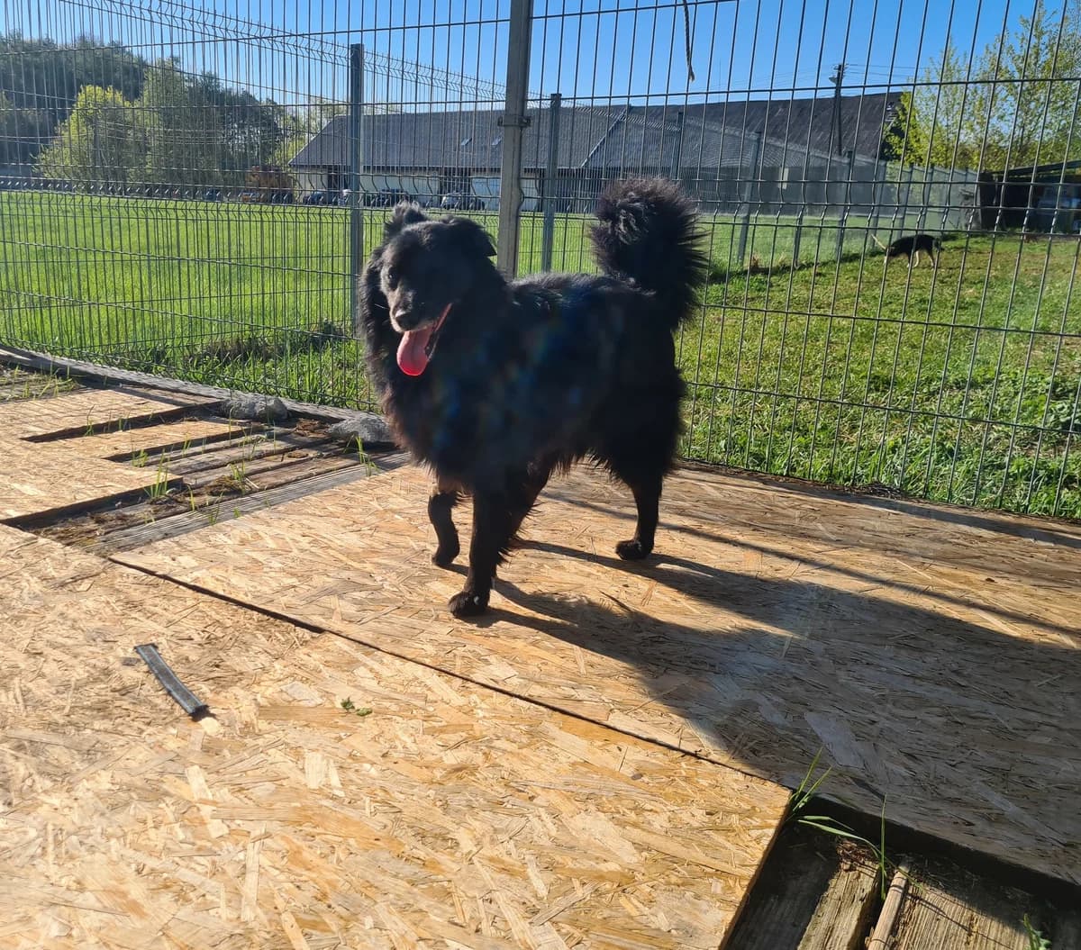 Olis, Mixed Breed for adoption at Vilkaviškio Gyvūnų Globos Namai, Vilniaus m. sav.