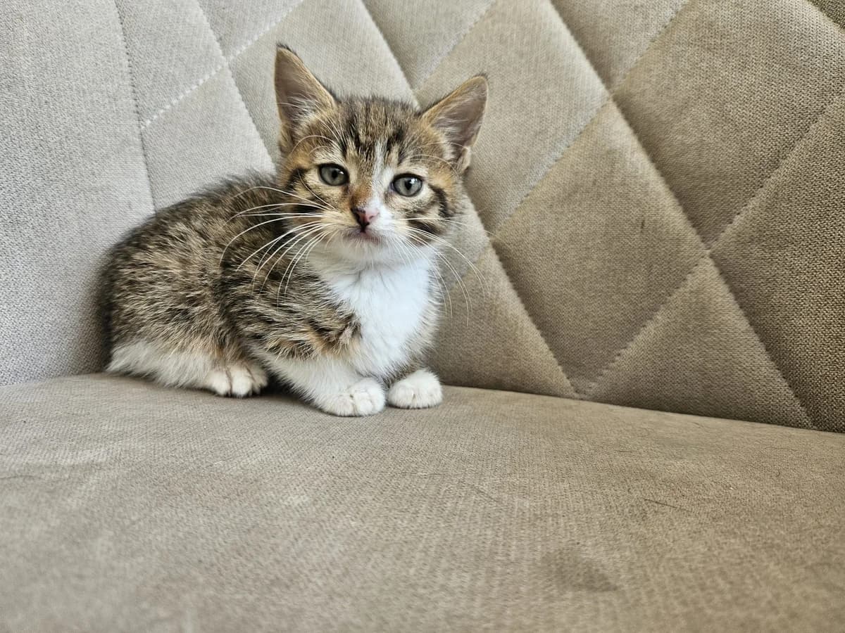 Orleanas (rezervuotas), Mixed Breed for adoption at Vilkaviškio Gyvūnų Globos Namai, Vilniaus m. sav.