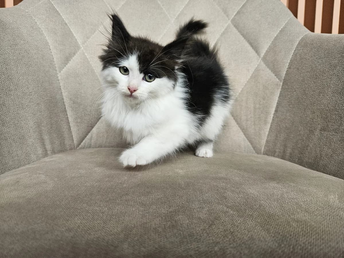 Pūkė (rezervuota), Mixed Breed for adoption at Vilkaviškio Gyvūnų Globos Namai, Vilniaus m. sav.