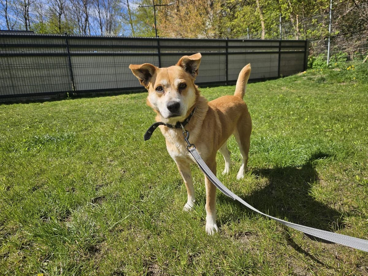 Reksas, Mixed Breed for adoption at Vilkaviškio Gyvūnų Globos Namai, Vilniaus m. sav.