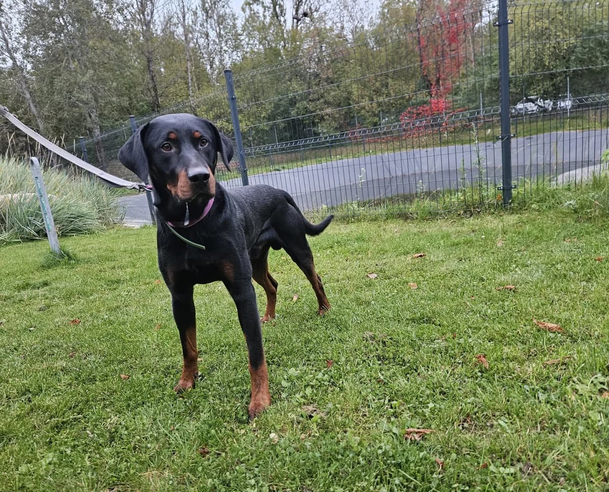 Reksas, Mixed Breed for adoption at Vilkaviškio Gyvūnų Globos Namai, Vilniaus m. sav.