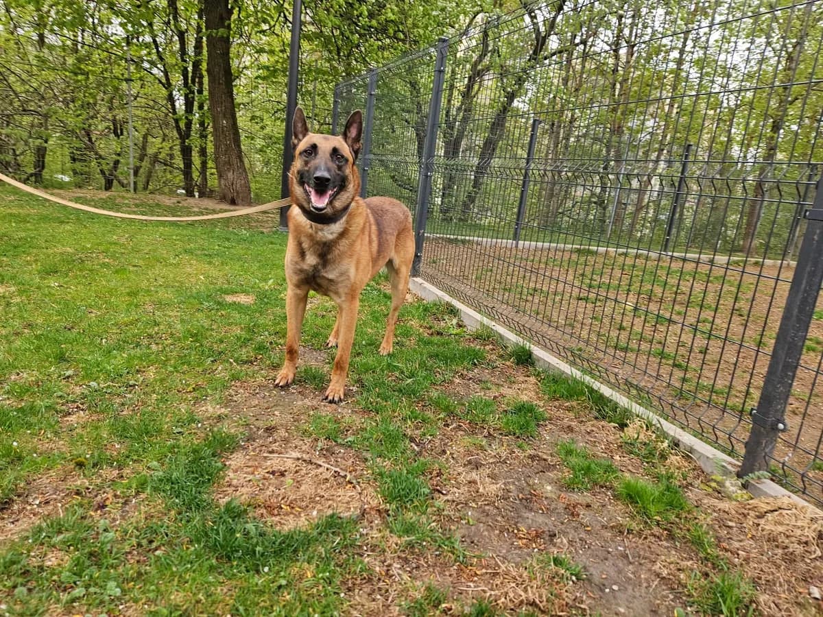 Ridikas, Mixed Breed for adoption at Vilkaviškio Gyvūnų Globos Namai, Vilniaus m. sav.