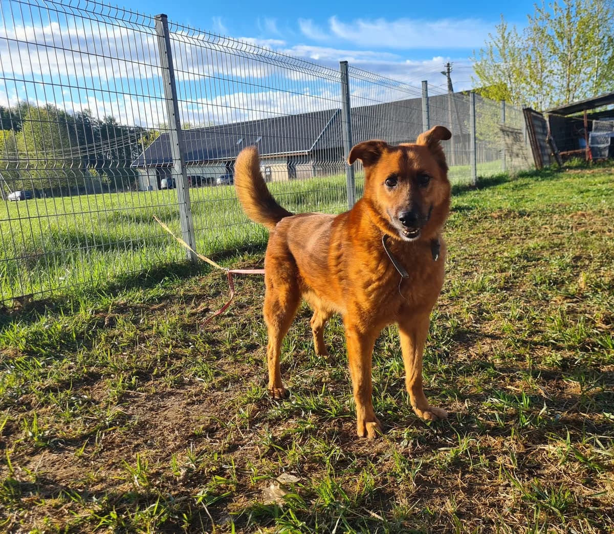Rudis, Mixed Breed for adoption at Vilkaviškio Gyvūnų Globos Namai, Vilniaus m. sav.