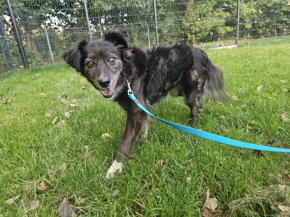 Santi, Mixed Breed for adoption at Vilkaviškio Gyvūnų Globos Namai, Vilniaus m. sav.