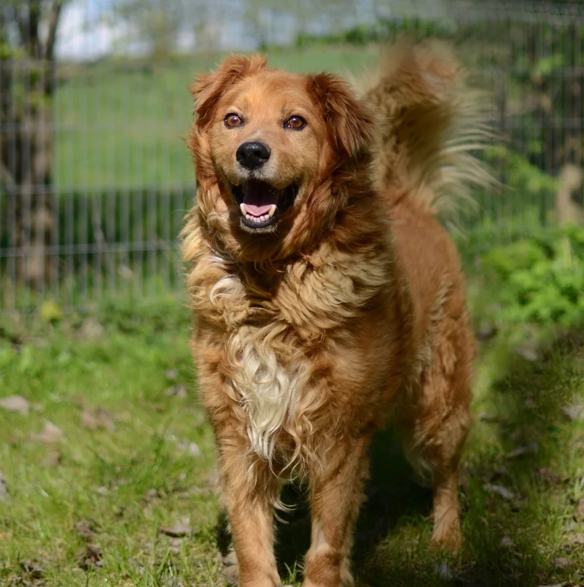 Timis, Mixed Breed for adoption at Vilkaviškio Gyvūnų Globos Namai, Vilniaus m. sav.