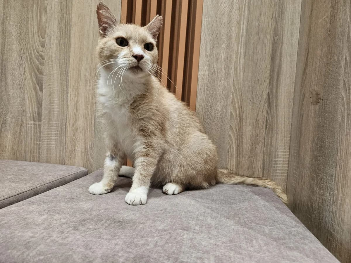 Zigis, Mixed Breed for adoption at Vilkaviškio Gyvūnų Globos Namai, Vilniaus m. sav.