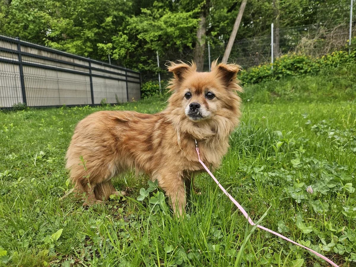 Ziuzė, Mixed Breed for adoption at Vilkaviškio Gyvūnų Globos Namai, Vilniaus m. sav.