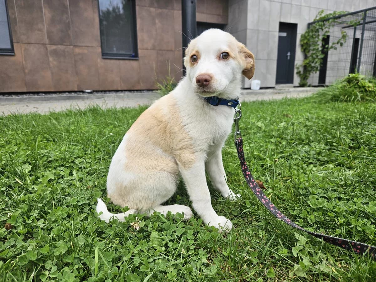 Zola (rezervuota), Mixed Breed for adoption at Vilkaviškio Gyvūnų Globos Namai, Vilniaus m. sav.