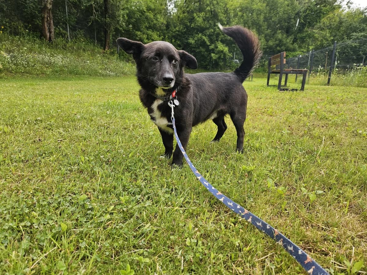 Zuko, Mixed Breed for adoption at Vilkaviškio Gyvūnų Globos Namai, Vilniaus m. sav.