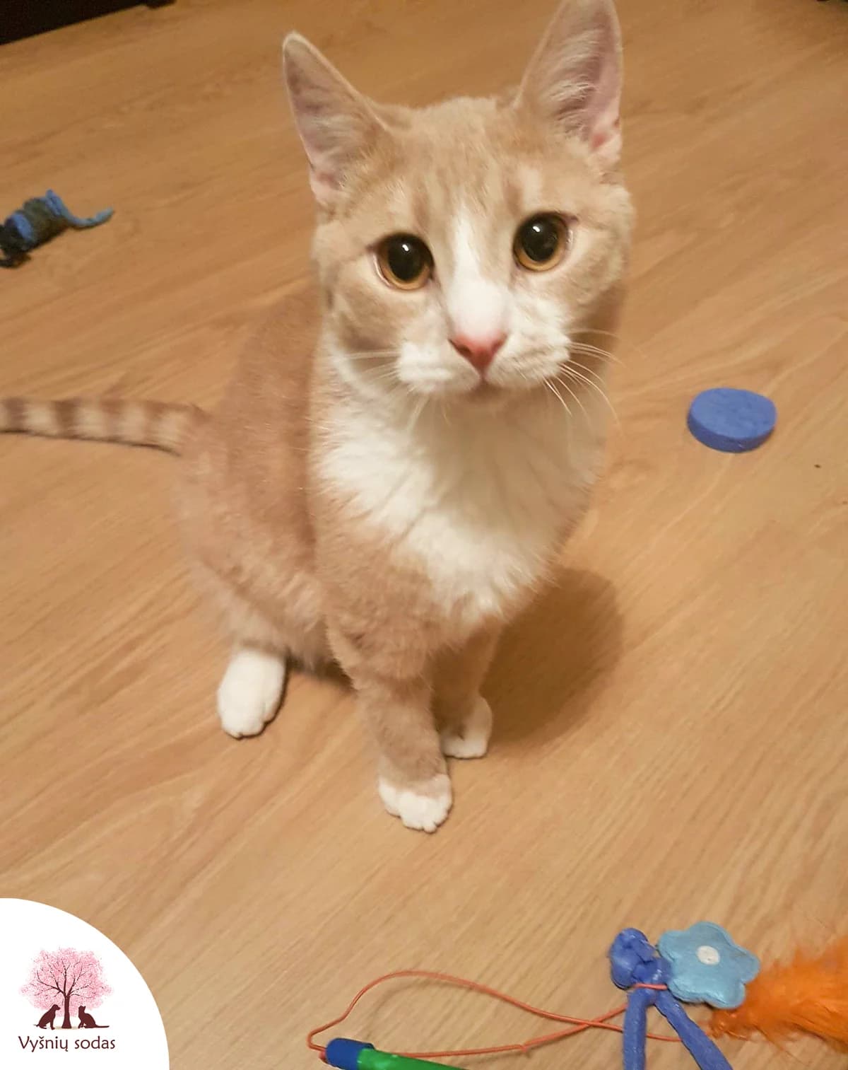 Rudens Pūkelis, male Mixed Breed for adoption at Vysniu sodas