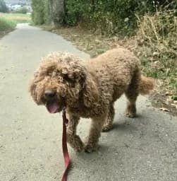 Amy, female young Labradoodle for adoption at Asile pour Animaux Régional - Dudelange (SPAD asbl)