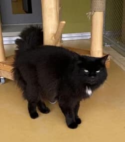 BAGHEERA, female 6yo mixed breed for adoption at Asile pour Animaux Régional - Dudelange (SPAD asbl)