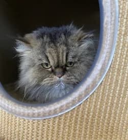 NIKITA, female senior Persian for adoption at Asile pour Animaux Régional - Dudelange (SPAD asbl)