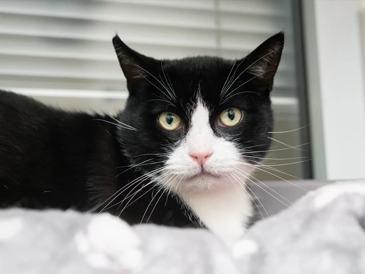 Anton, male 7yo European Shorthair for adoption at Déierenasyl Luxembourg, Gasperich, Luxembourg City