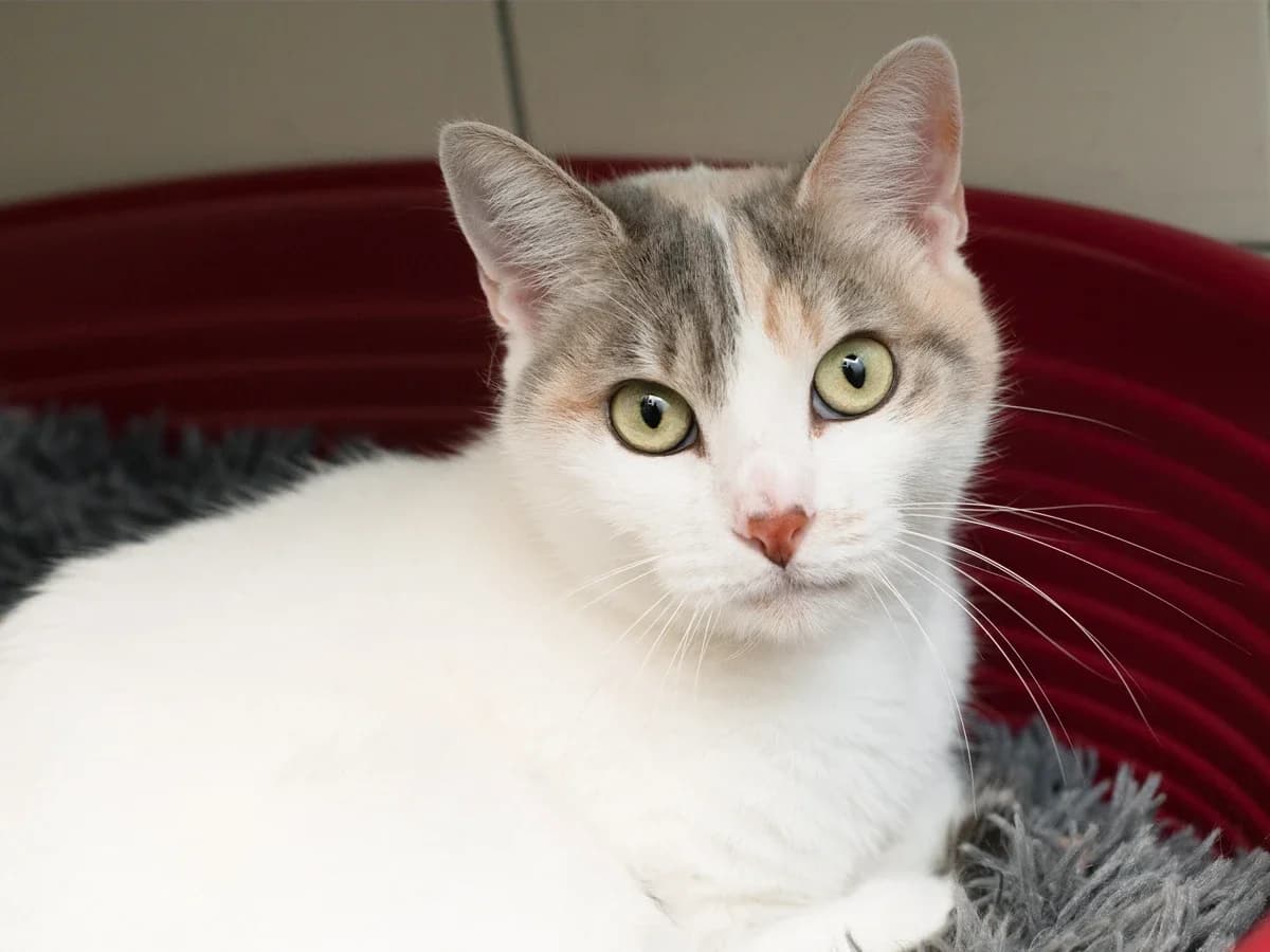 Aya, female young European Shorthair for adoption at Déierenasyl Luxembourg, Gasperich, Luxembourg City