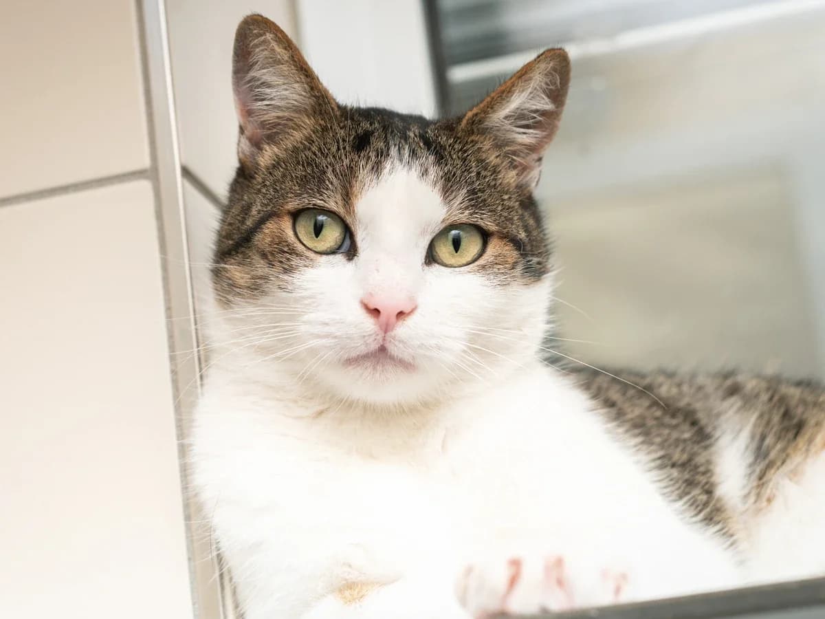 Calypso, male 7yo European Shorthair for adoption at Déierenasyl Luxembourg, Gasperich, Luxembourg City