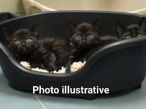 Chatons, female young European Shorthair for adoption at Déierenasyl Luxembourg, Gasperich, Luxembourg City