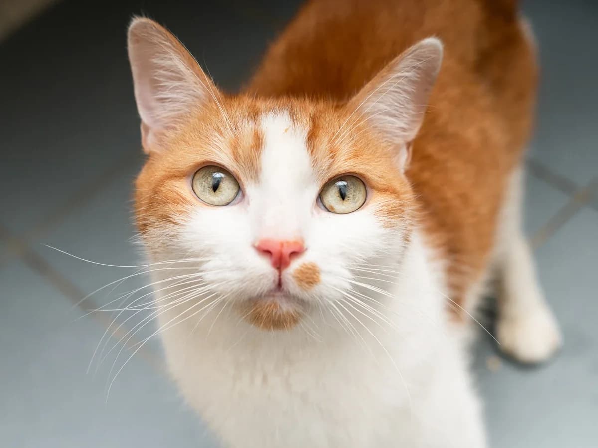 Chess, male 6yo European Shorthair for adoption at Déierenasyl Luxembourg, Gasperich, Luxembourg City