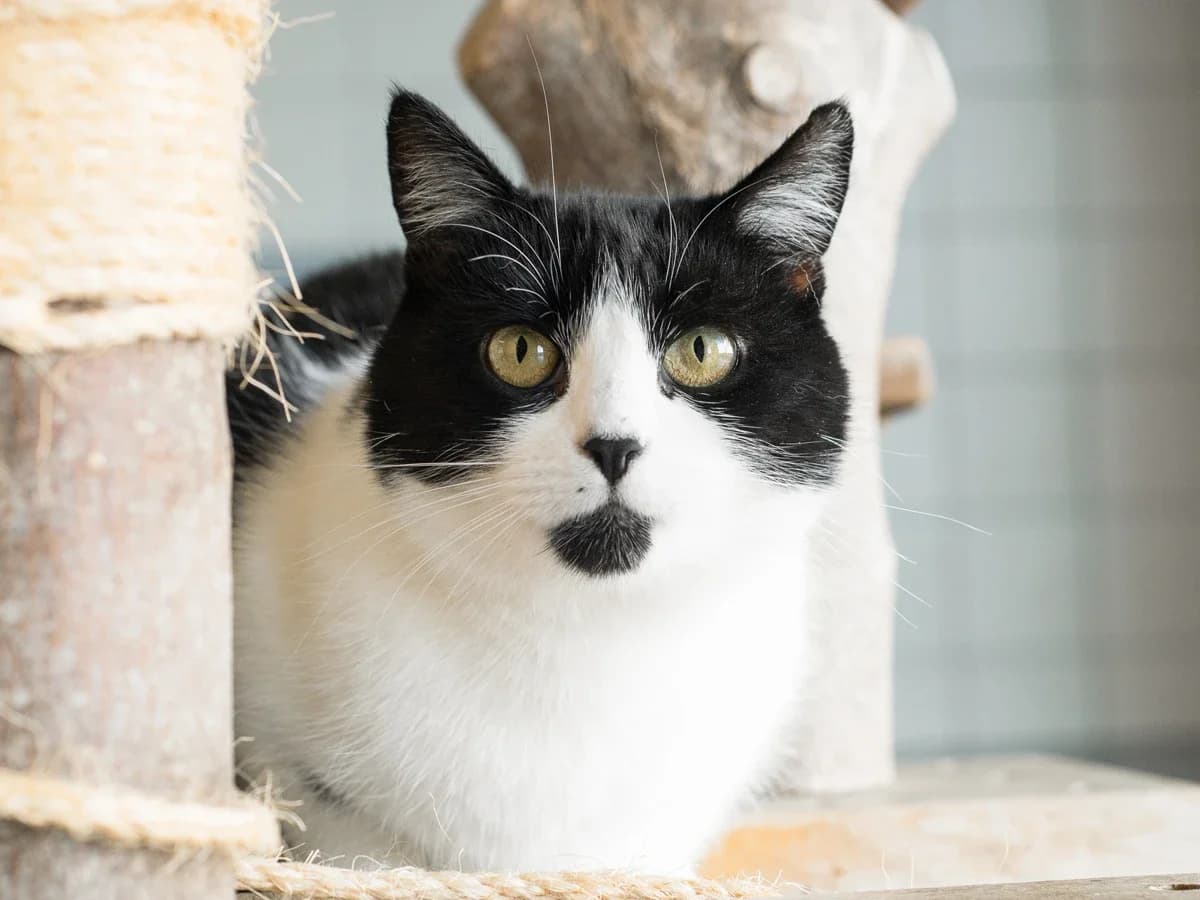 Ciara, female senior European Shorthair for adoption at Déierenasyl Luxembourg, Gasperich, Luxembourg City